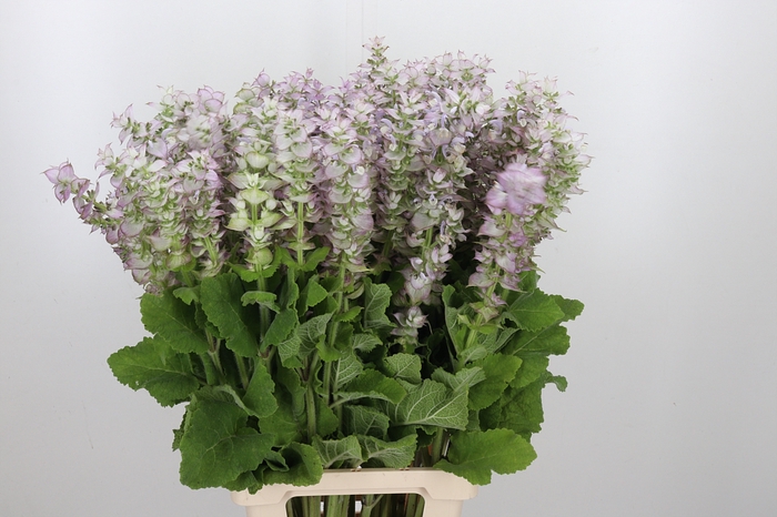 <h4>Salvia Scl Jomi</h4>