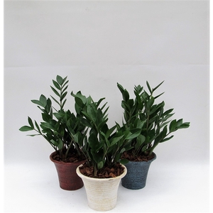 Zamioculcas in hosta small mix met schors