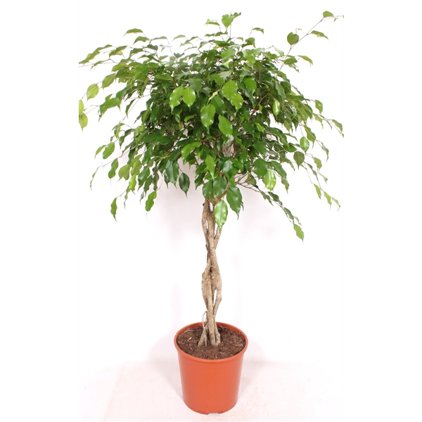 <h4>Ficus benjamina 'Exotica'</h4>