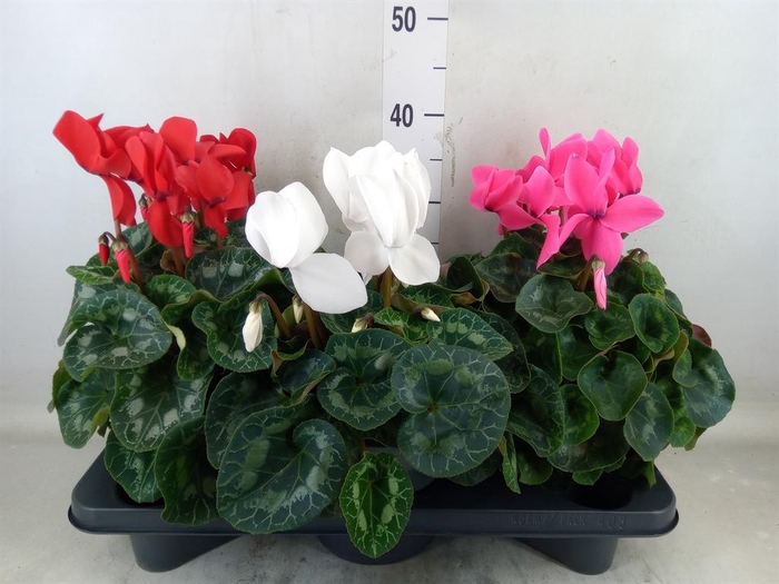 <h4>Cyclamen GR 'Mammoth'</h4>
