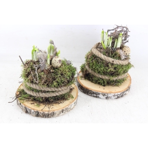 arr4 Narcis MB - Schijf mosbol 338/5