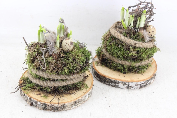 <h4>arr4 Narcis MB - Schijf mosbol 338/5</h4>