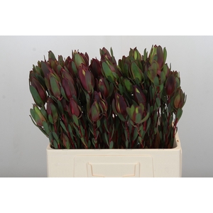 Leucadendron Senorita Spray