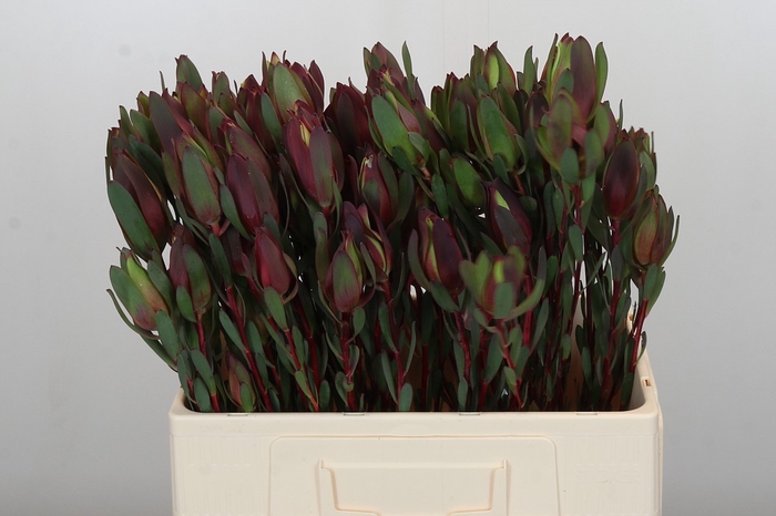 <h4>Leucadendron Senorita Spray</h4>