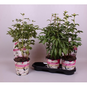 Paeonia 19CM Wit Longlife