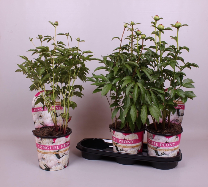 <h4>Paeonia 19CM Wit Longlife</h4>