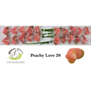 Anthurium andr. 'Peachy Love'