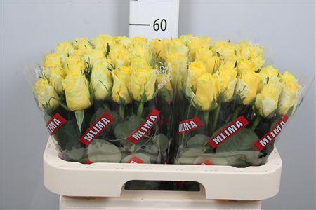 <h4>R Gr Good Times</h4>