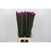 Liatris Spicata