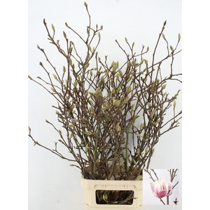 MAGNOLIA GRANDIFLORA X10