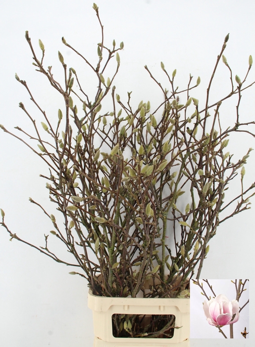 <h4>MAGNOLIA GRANDIFLORA X10</h4>