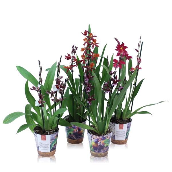 <h4>Inca Orchid Red mix 2 spike in Jungle cover</h4>