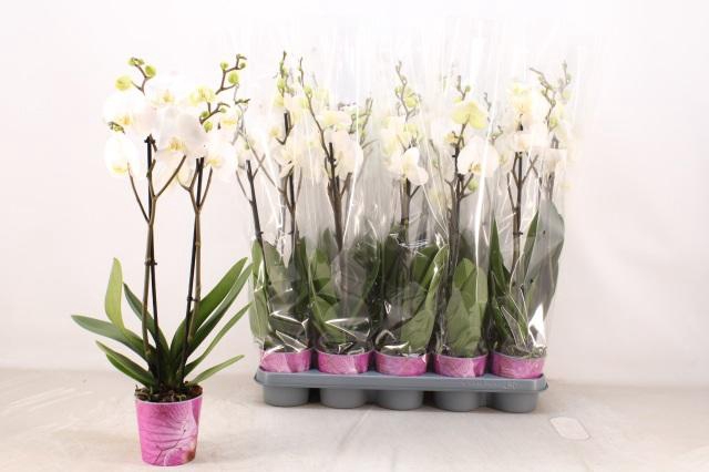 <h4>PHAL OV WIT</h4>