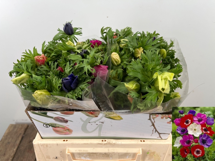 <h4>ANEM CO MAR GEM</h4>