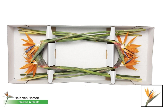 <h4>STREL REGINAE BLOEM</h4>