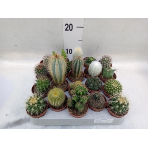 Cactus   ...mix