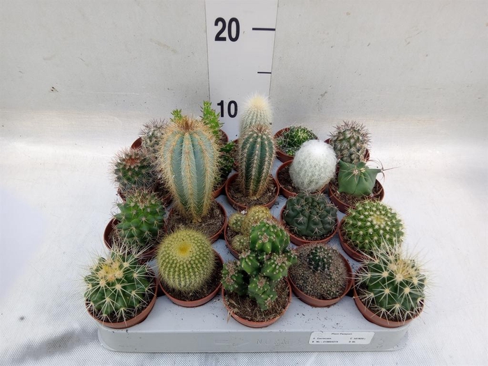 <h4>Cactus   ...mix</h4>