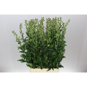 Aconitum Car Arendsii