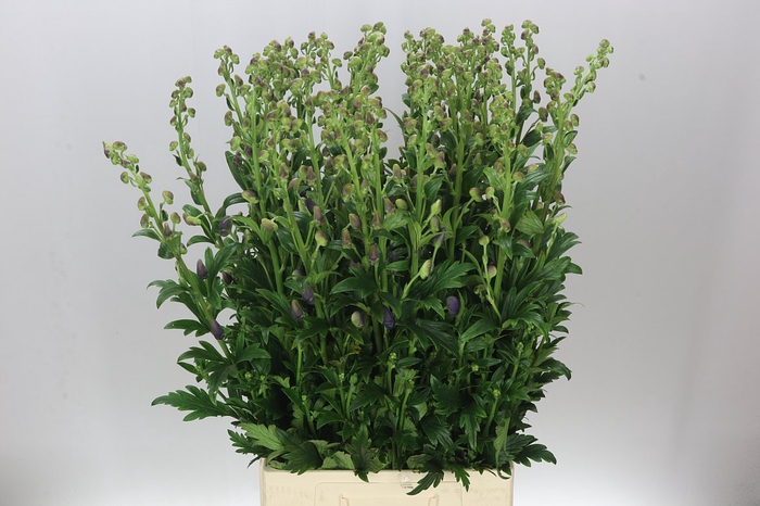 <h4>Aconitum Car Arendsii</h4>