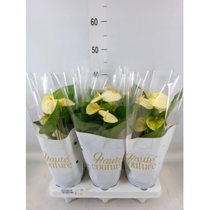 Anthurium andr. 'Vanilla'