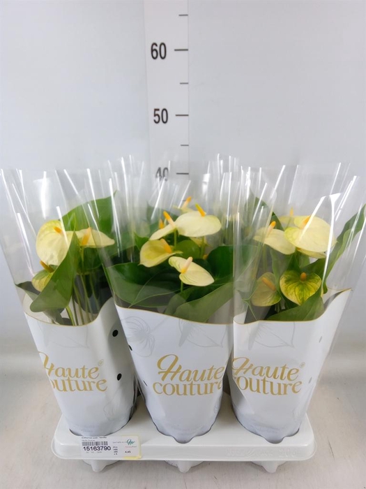 <h4>Anthurium andr. 'Vanilla'</h4>