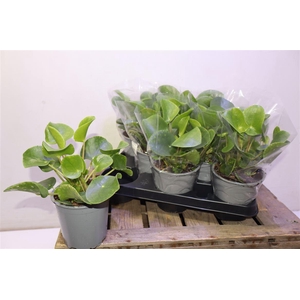 Pilea Peperomioides