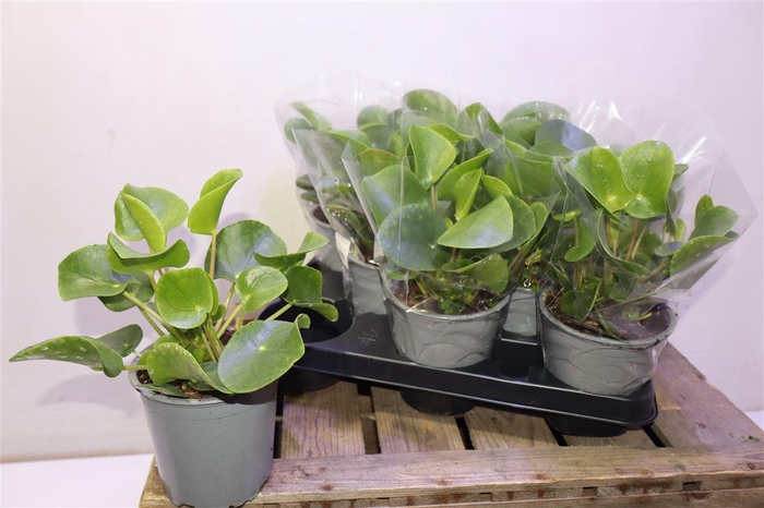 <h4>arr8 Pilea Peperomioides</h4>