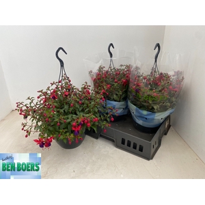 FUCHSIA B F  SACHA