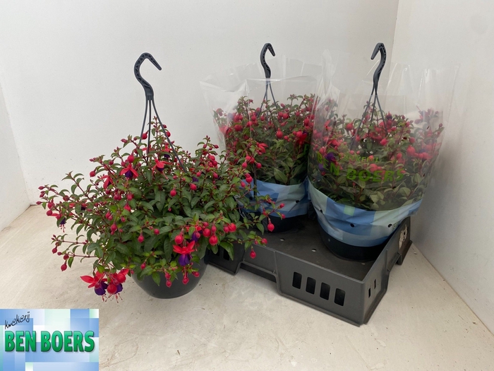 <h4>FUCHSIA B F  SACHA</h4>