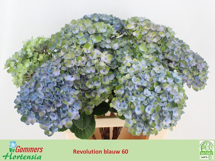 <h4>HYDR M MAG REVOLU BL</h4>