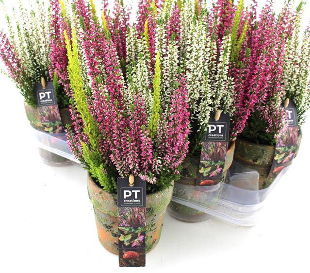 <h4>ARR TUINPLANTEN</h4>