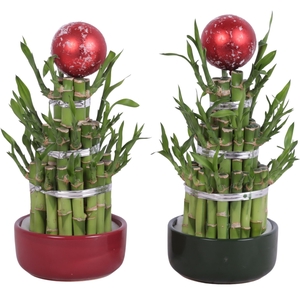 Lucky Bamboo Round 3Big in Ceramic pot Red/Green Ø12cm