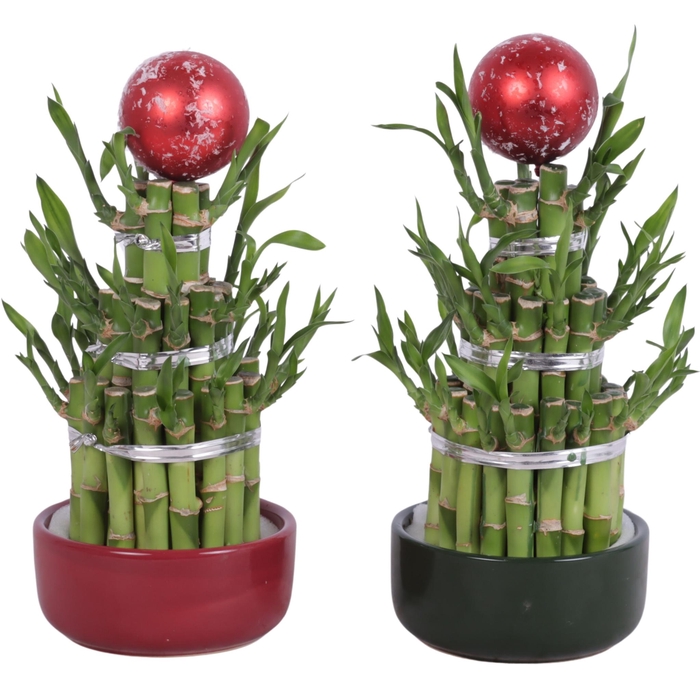 <h4>Lucky Bamboo Round 3Big in Ceramic pot Red/Green Ø12cm</h4>