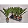arr8 Cycas Revoluta