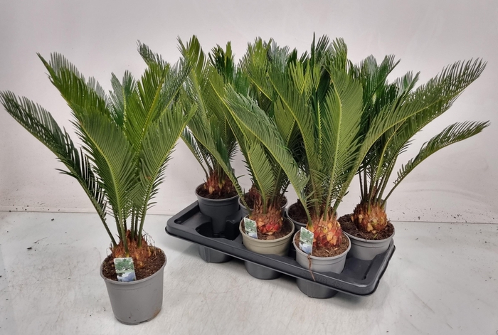 Cycas Revoluta