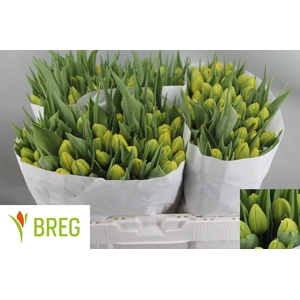 TU DU DOUBLE TROUBLE