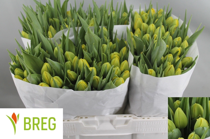 <h4>TU DU DOUBLE TROUBLE</h4>