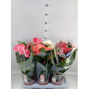 Anthurium   ...mix 4