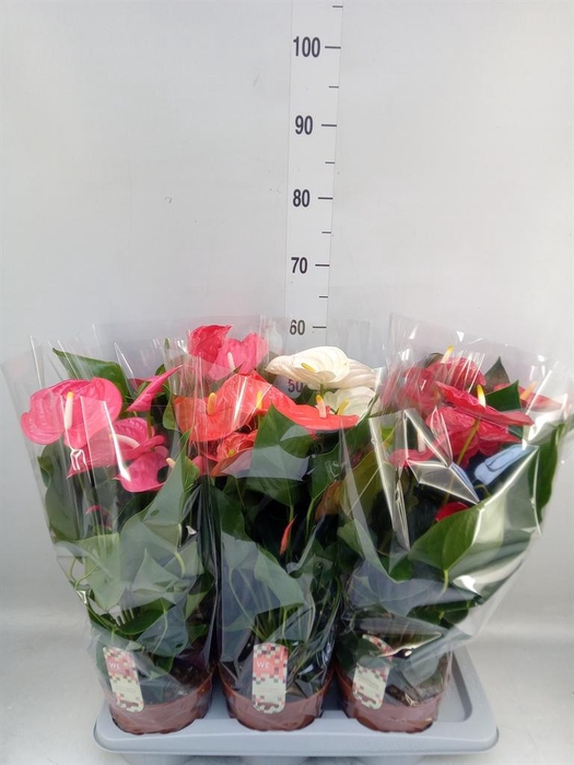 <h4>Anthurium   ...mix 4</h4>