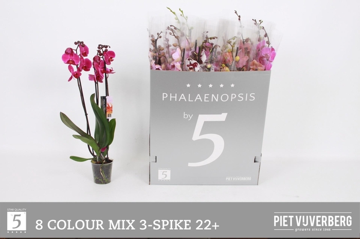 <h4>PHAL GEM 8 KL</h4>