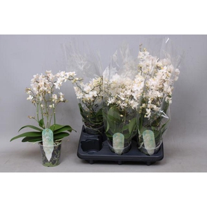 PHAL MF SOFT CLOUD 4+ TAK