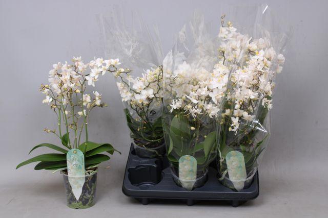 <h4>PHAL MF SOFT CLOUD 4+ TAK</h4>