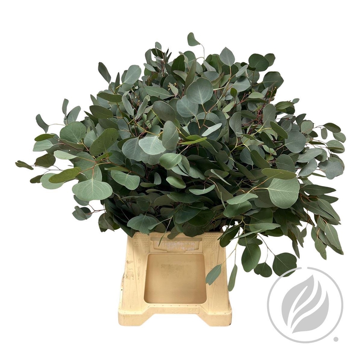 <h4>Euca Populus 300gr</h4>