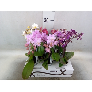 Phalaenopsis   ...mini