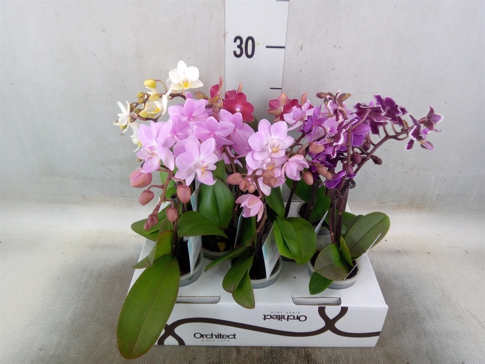 <h4>Phalaenopsis   ...mini</h4>