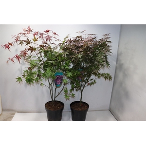 Acer Pa Atropurpureu