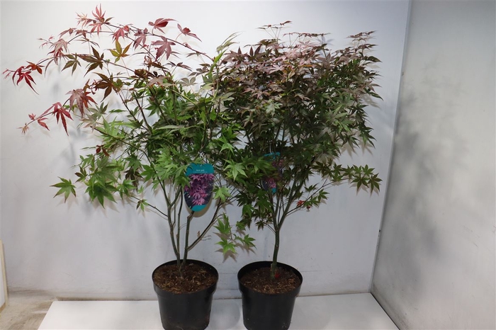 <h4>Acer Pa Atropurpureu</h4>