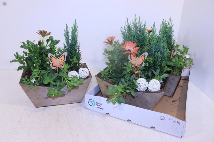 <h4>ARR TUINPLANTEN</h4>