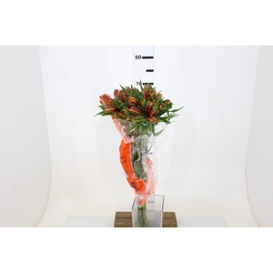 ALSTROEMERIA CHEERIO 070 CM