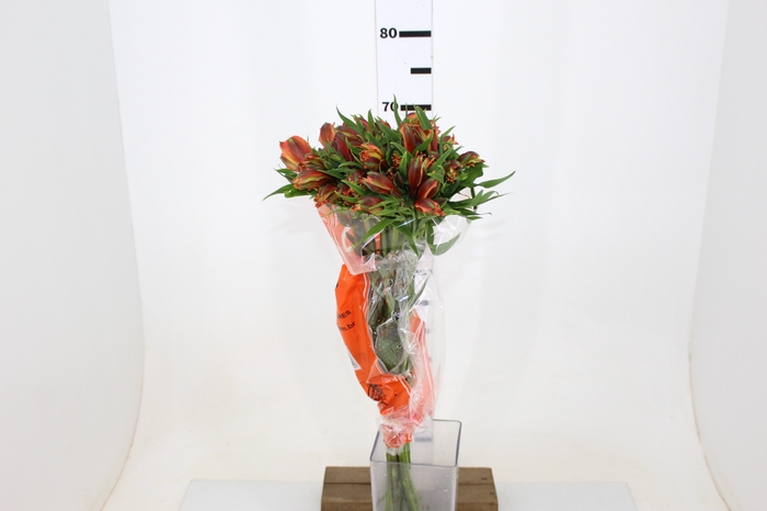 ALSTROEMERIA CHEERIO 070 CM